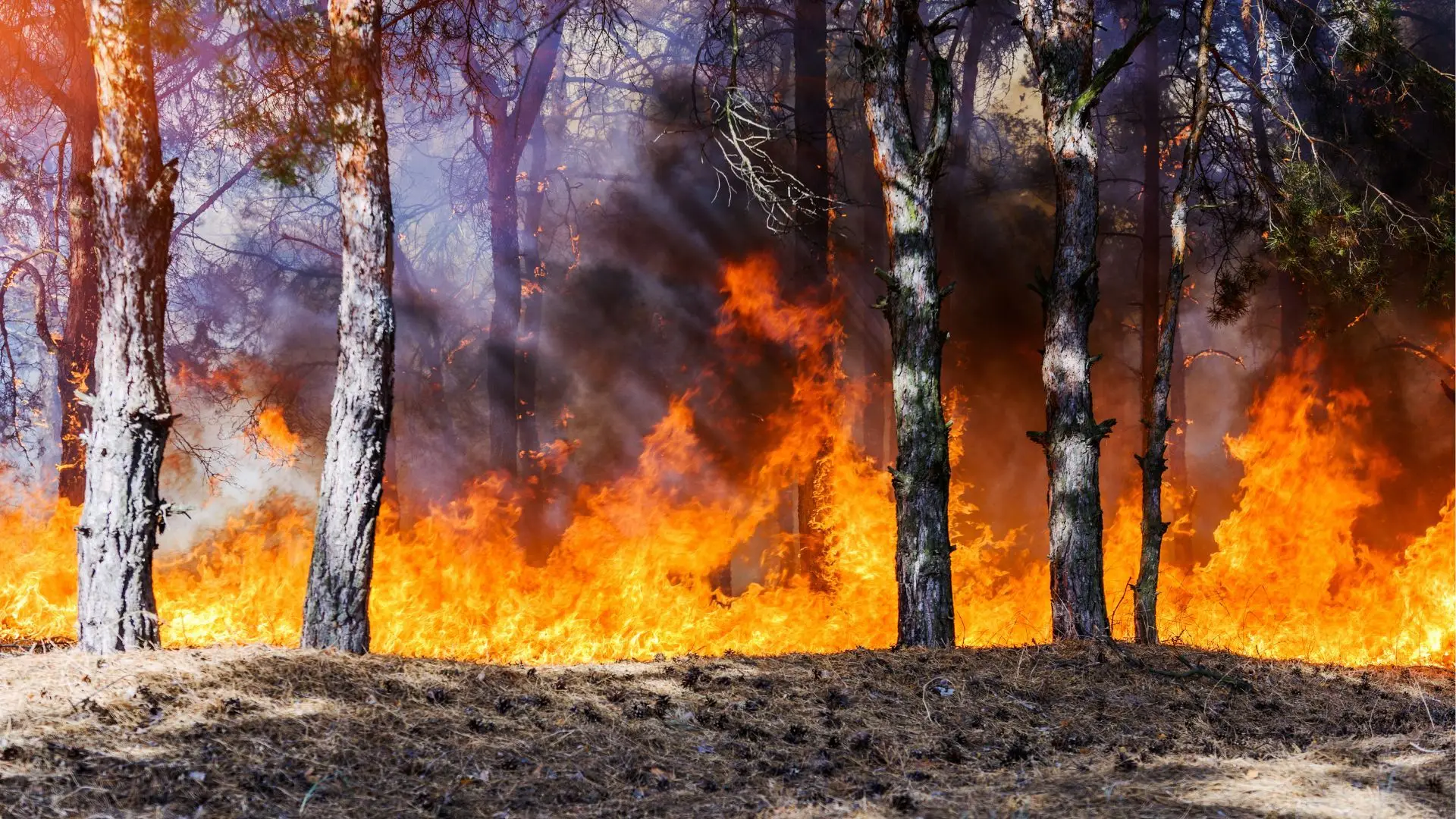 Proteção Civil alerta para risco máximo de incêndio no Algarve, Norte e Centro