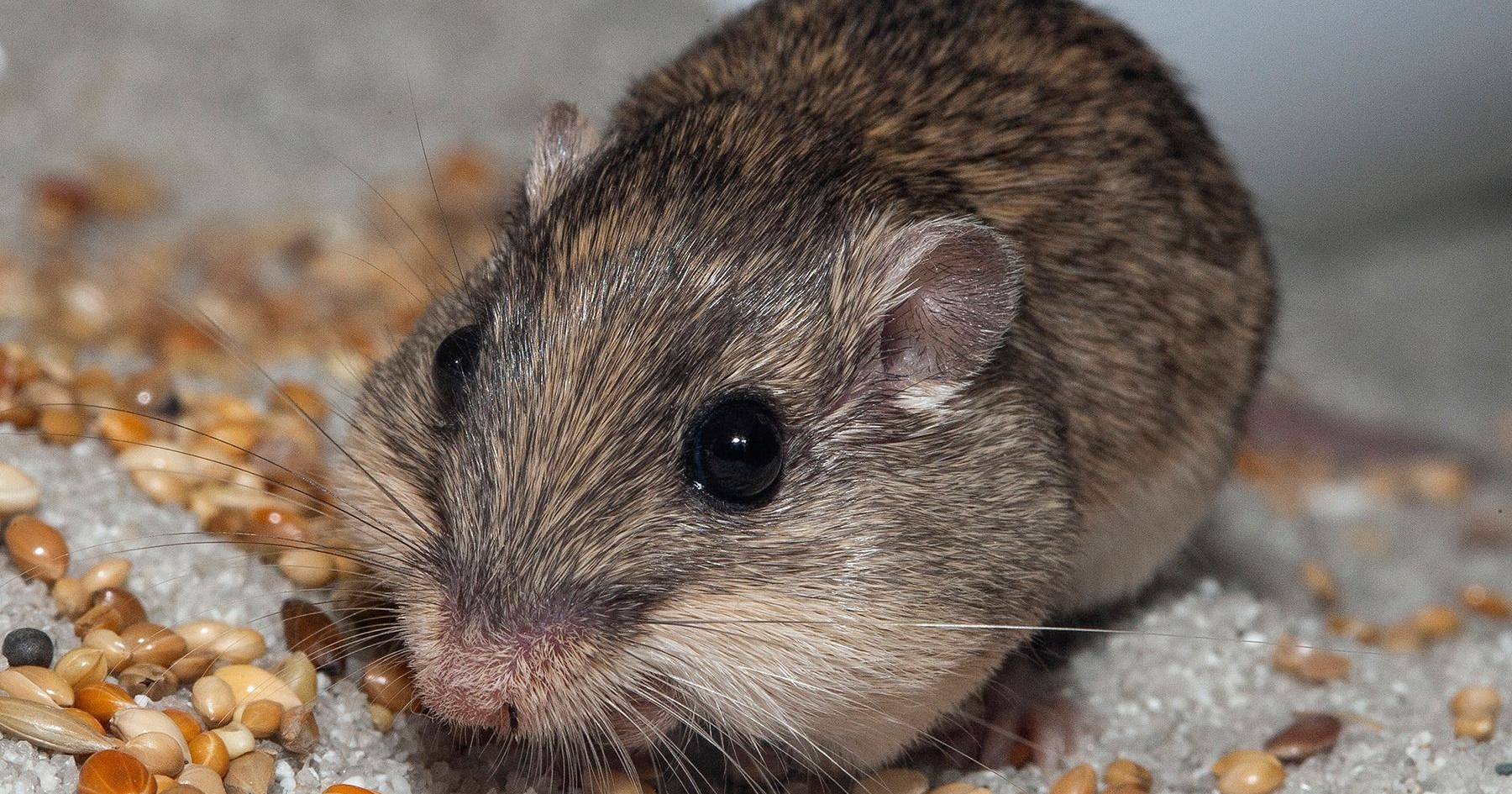 Pat, o rato que entrou para o livro de recordes do Guinness - SIC Notícias