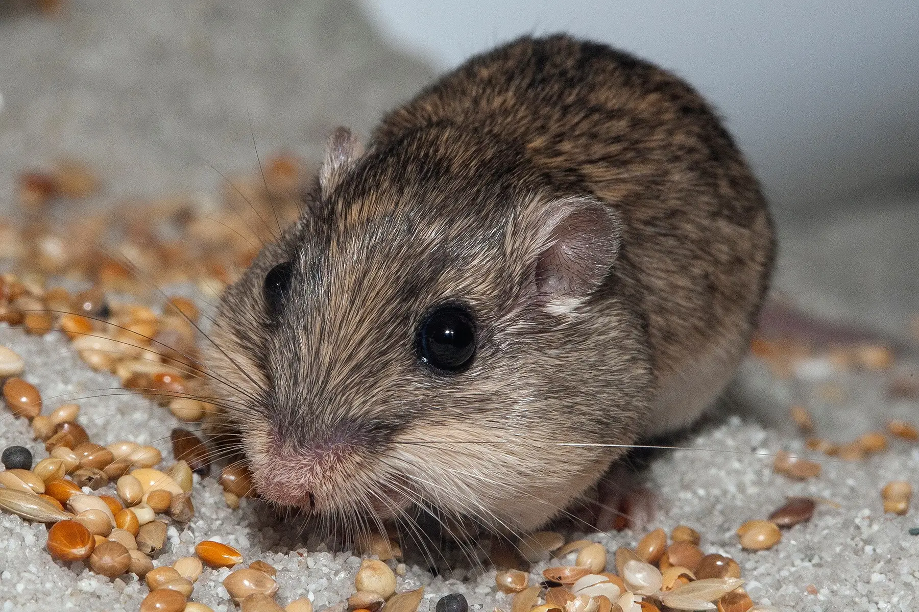 Pat foi distinguido pelo Guinness como o rato mais velho do mundo sob cuidado humano