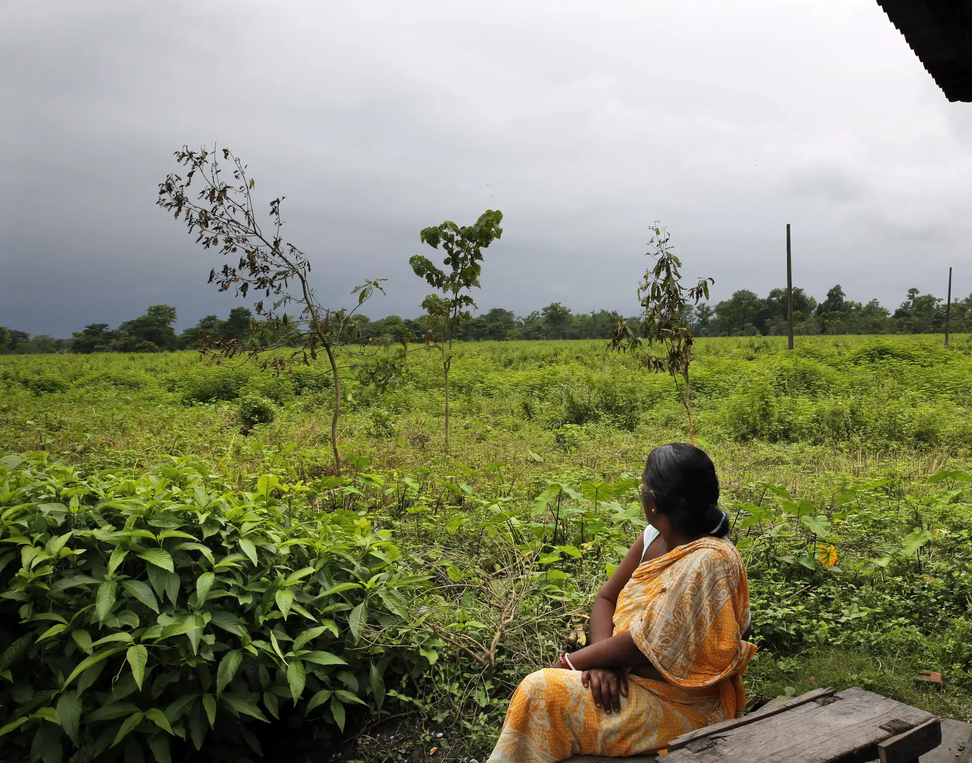 Trabalhadoras em fazendas de chá no Quénia denunciam abusos sexuais em troca do emprego