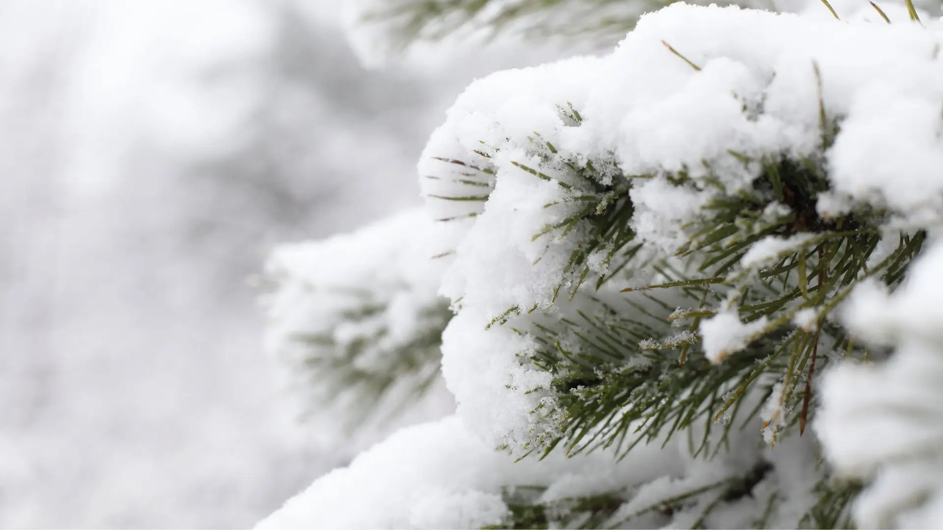Neve deixa Castelo Branco e Guarda sob aviso amarelo