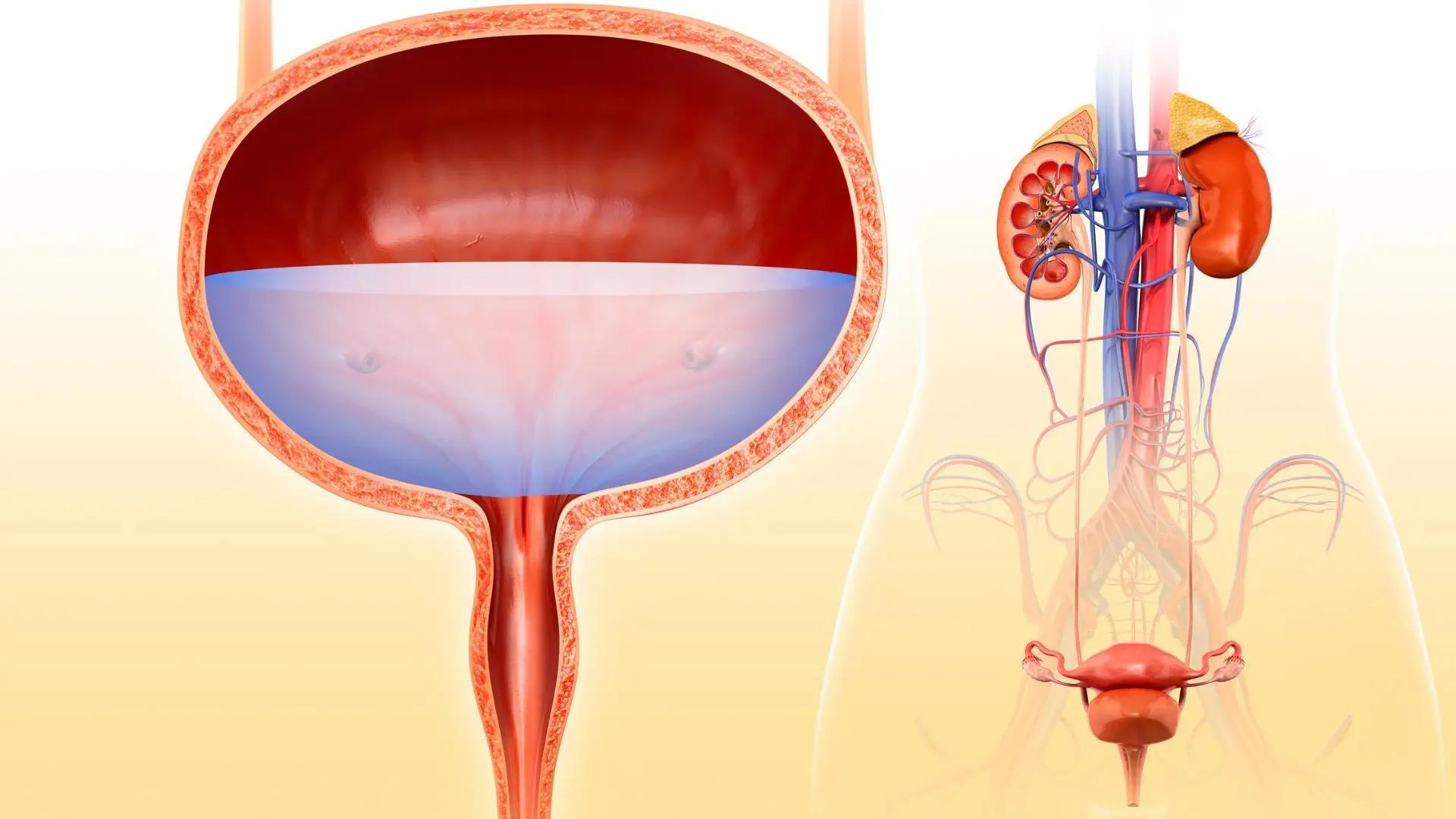 Cancro da bexiga: mais cómodo e preciso, há um novo método de monitorização