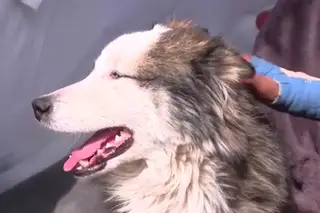 "É um milagre que continue vivo": cão resgatado 22 dias após o sismo na Turquia