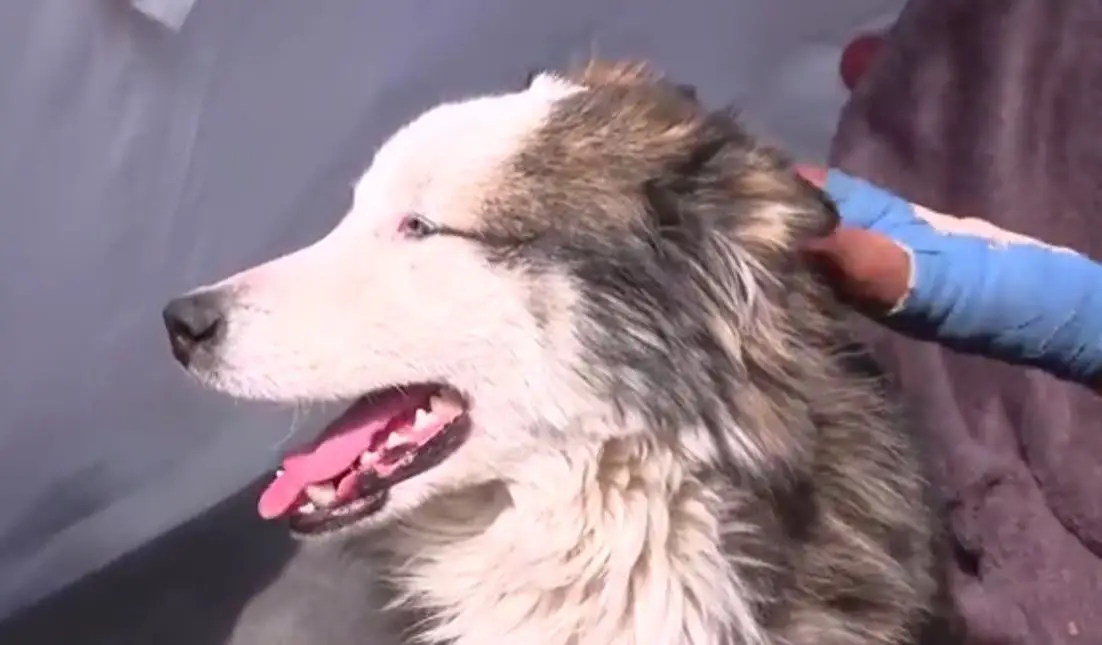 "É um milagre que continue vivo": cão resgatado 22 dias após o sismo na Turquia