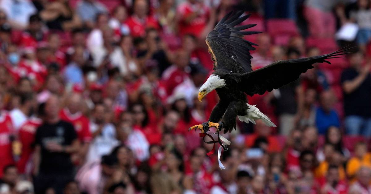 Allenatore dell'aquila del Benfica arrestato per sospetto coinvolgimento in un giro di traffico di cocaina