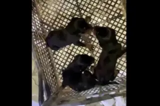 Cadela e três cachorros resgatados quase um mês depois do sismo