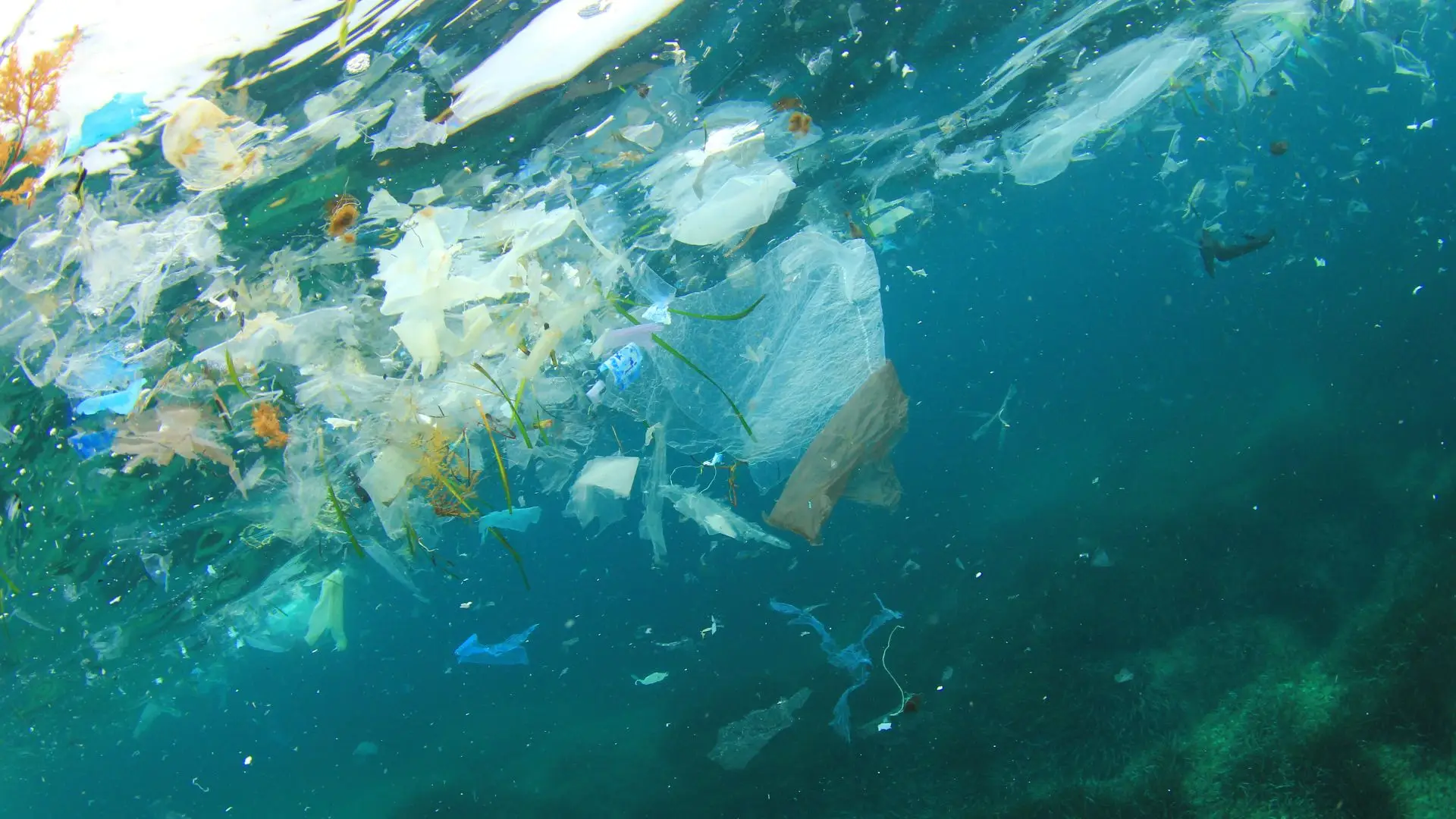 Poluição plástica nos oceanos atinge "níveis sem precedentes" há 15 anos no mundo
