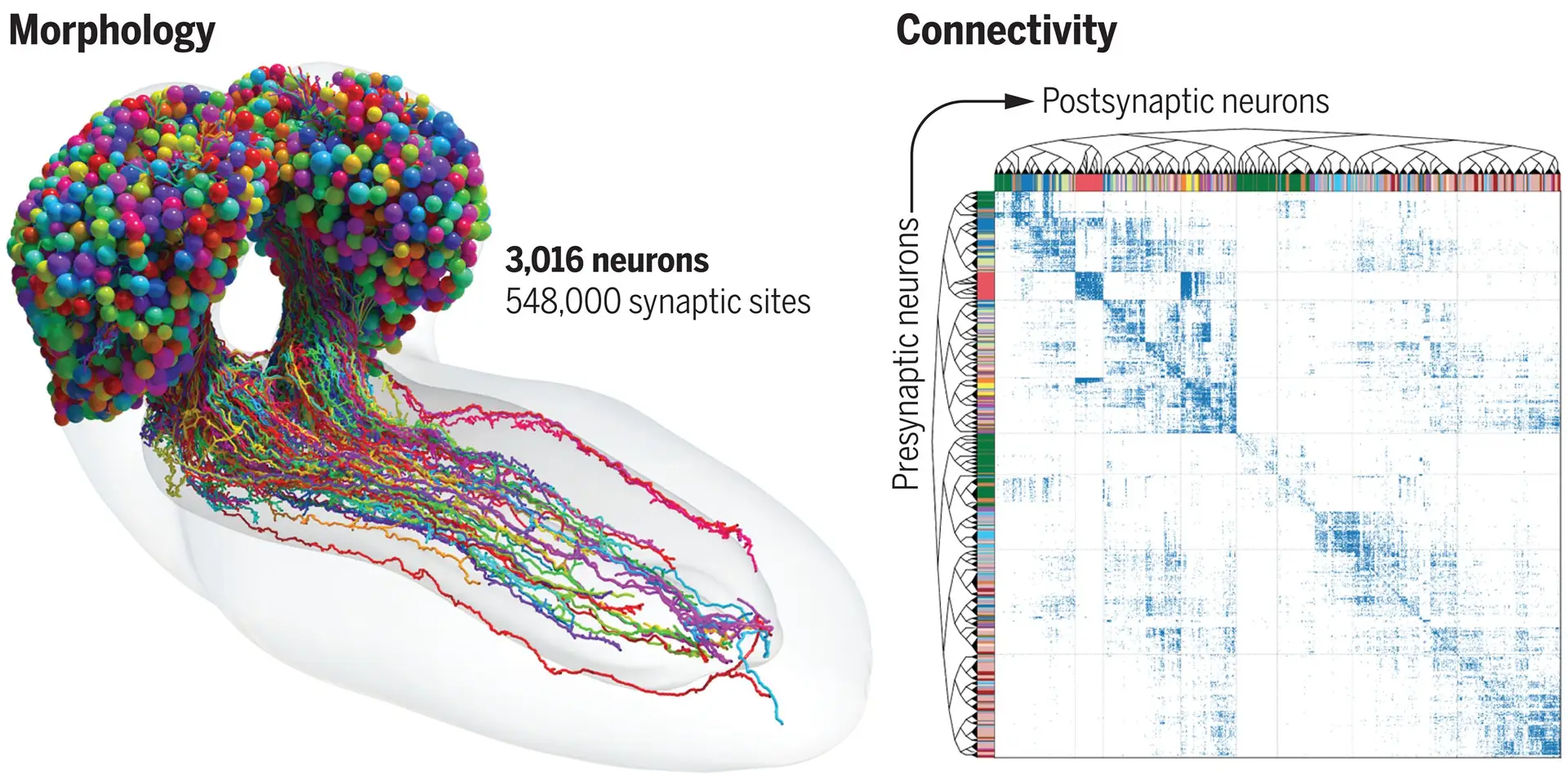 Mapa cerebral da lavra Drosophila