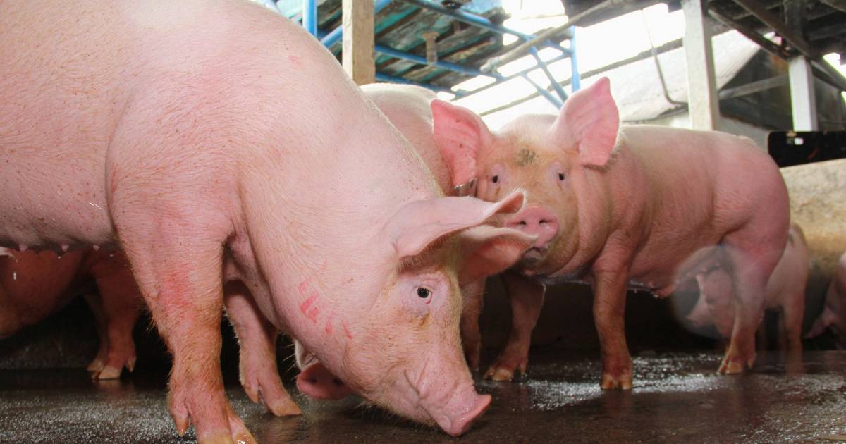 Vários países proíbem importação de carne de porco da Alemanha após surto de febre aftosa