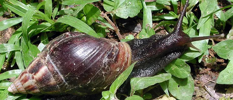 Caracóis terrestres africanos gigantes encontrados em bagagem em aeroporto dos EUA