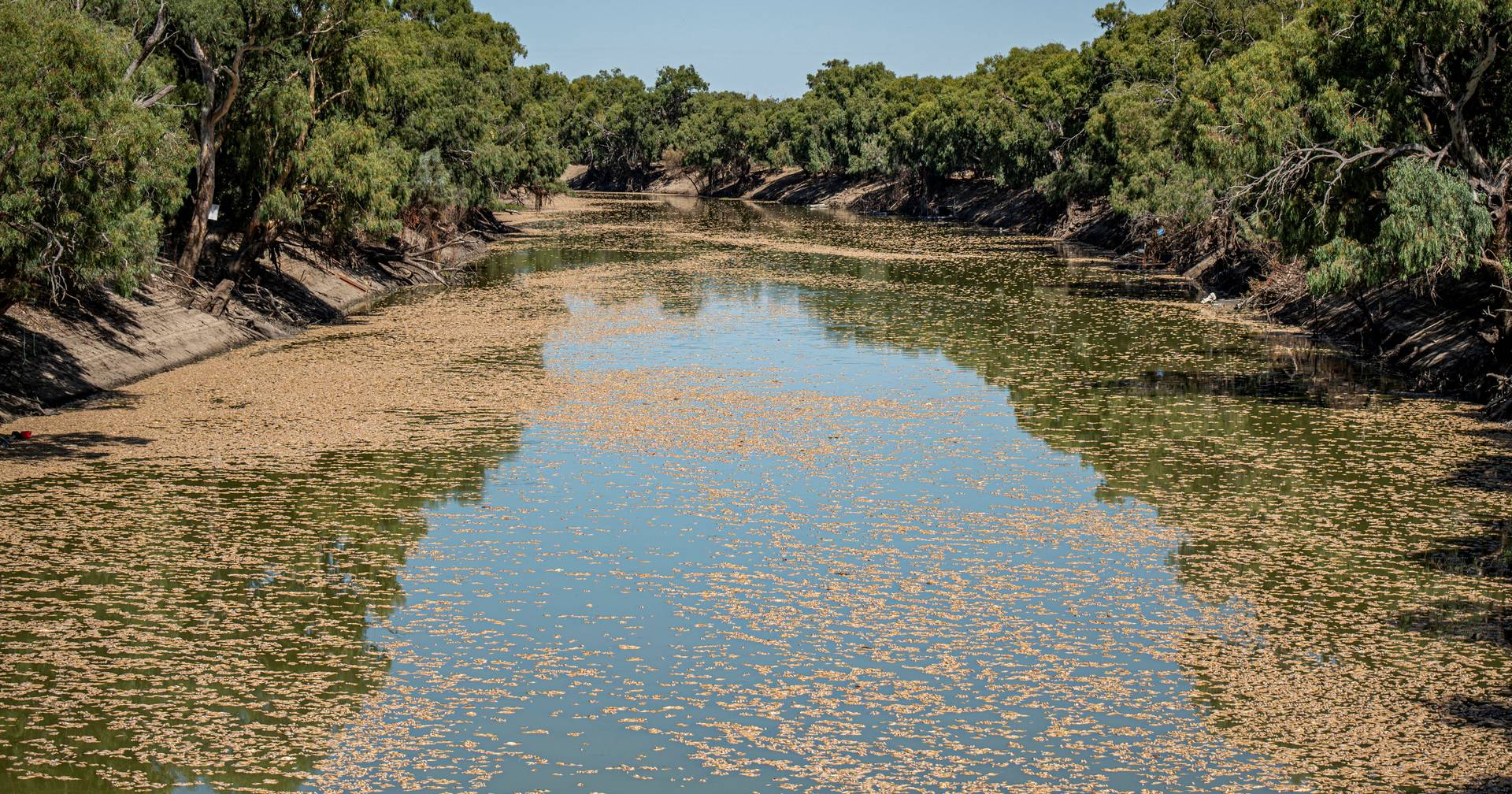 Inundaciones y calor: millones de peces muertos bloquean río en Australia