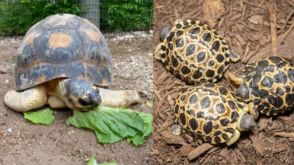 Pai pela primeira vez aos 90 anos: tartaruga ameaçada traz boas notícias à espécie