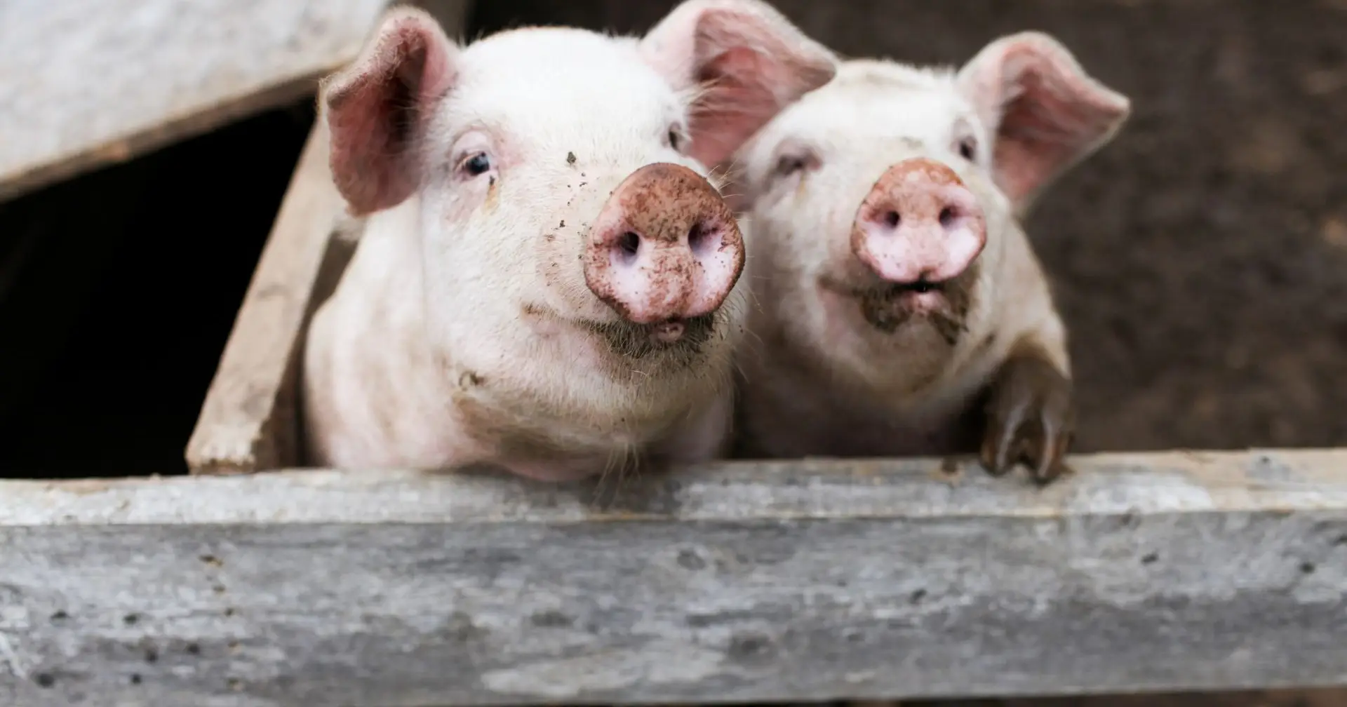 Caso de gripe suína detetado num humano na Catalunha, OMS já está em alerta