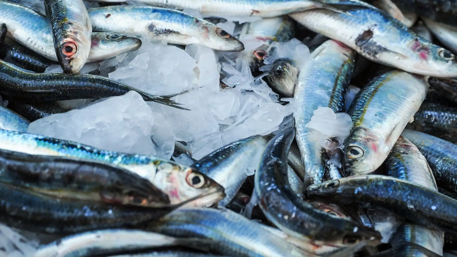 Sardinha