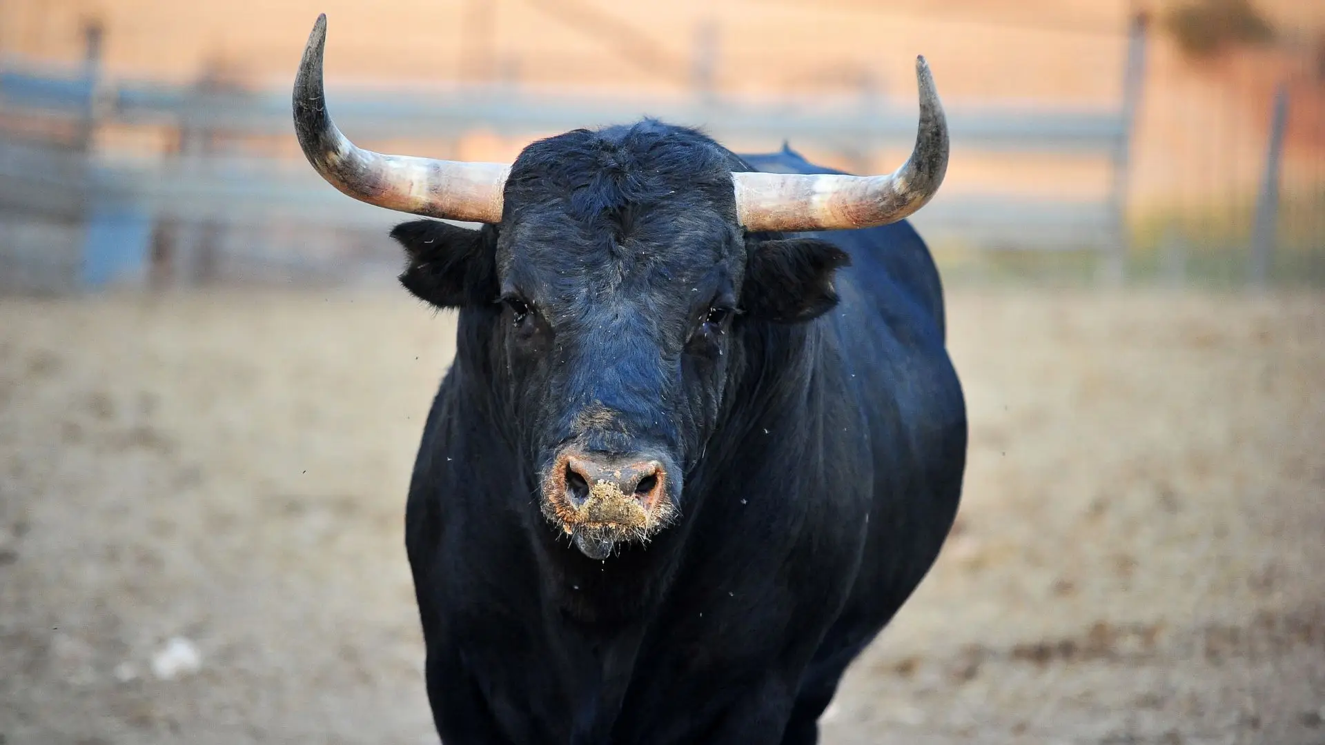 Homem morre depois de ser colhido por touro em Valência - SIC Notícias
