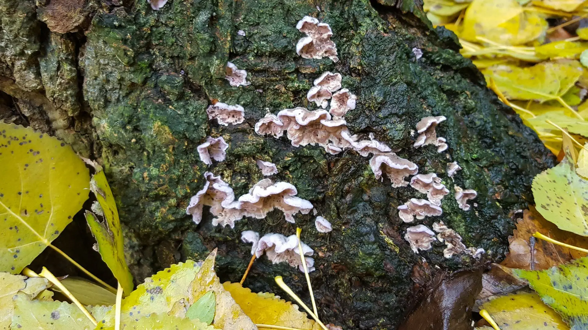 Silverleaf fungus- fungo responsável por matar plantas