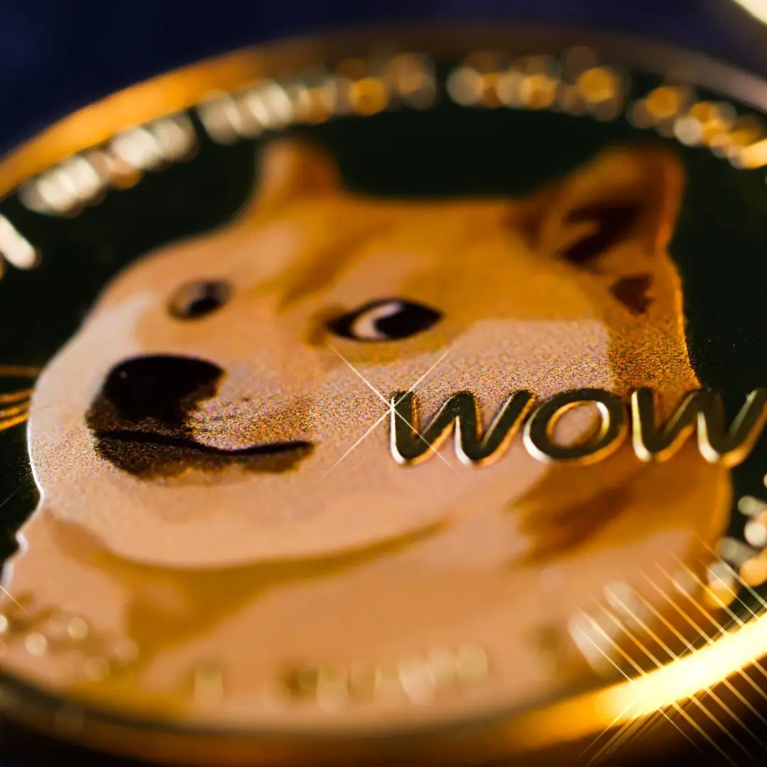 Tem um cão e não o pássaro azul? As quatro teorias sobre o novo logo do  Twitter - SIC Notícias