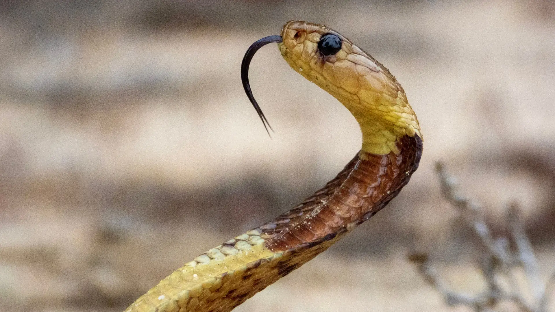 Cobra amarela - Imagem ilustrativa.