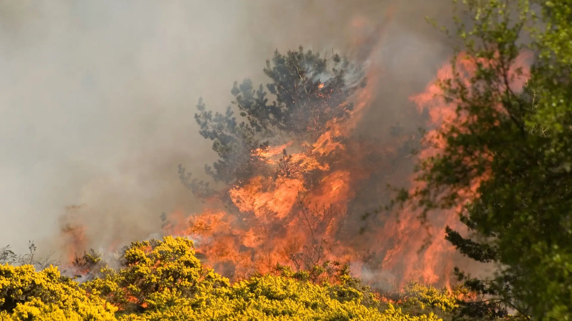 Perigo máximo de incêndio em 17 concelhos de Portugal continental