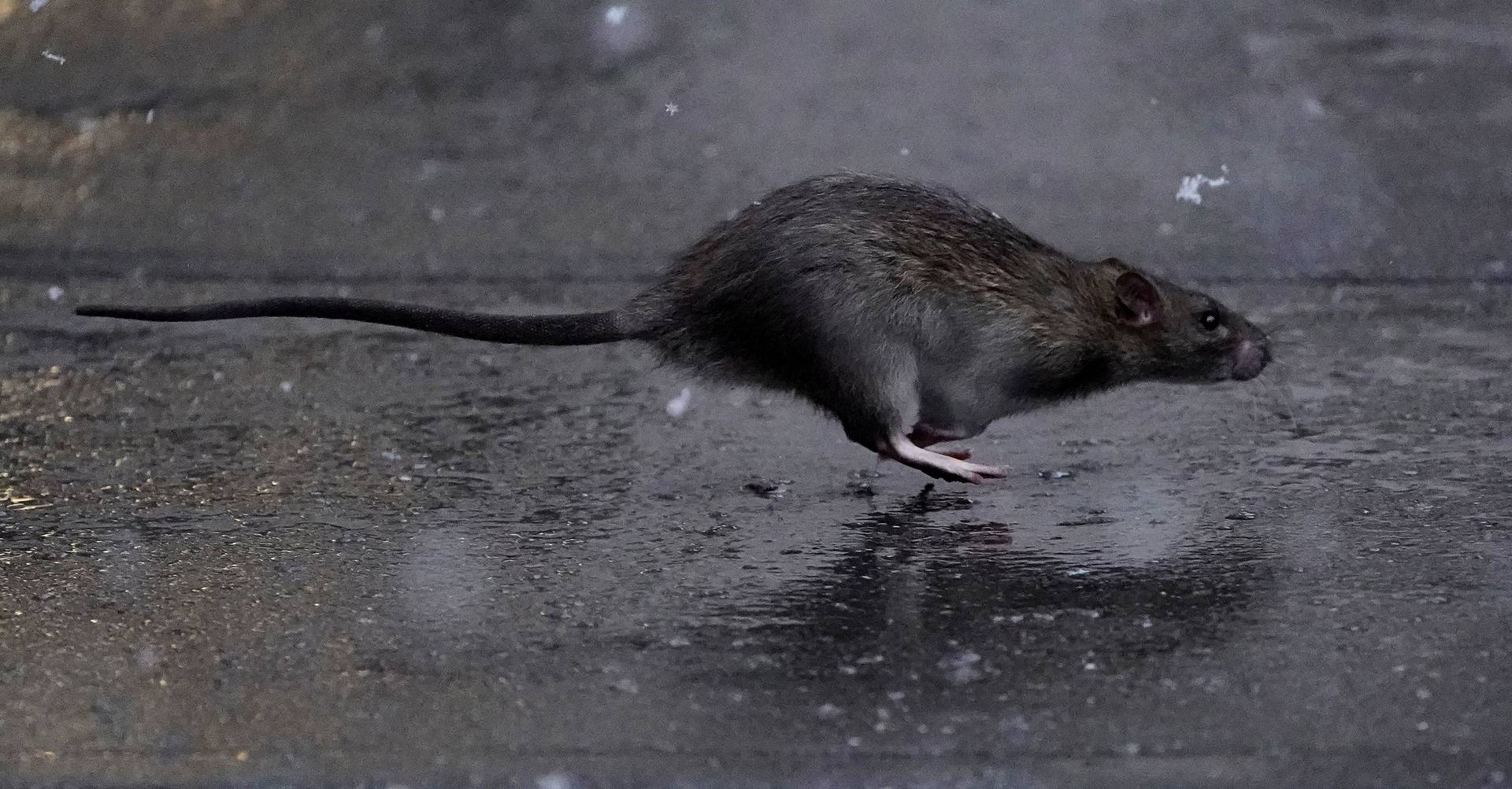 Do tamanho de um cão', ratos estão cada vez maiores e dominam Nova York