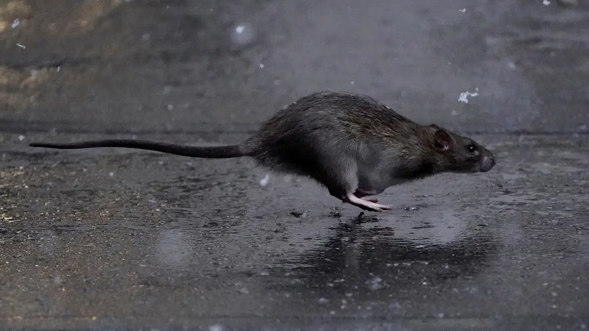 Rato de quase um metro aparece em loja de Nova York - ClickPB
