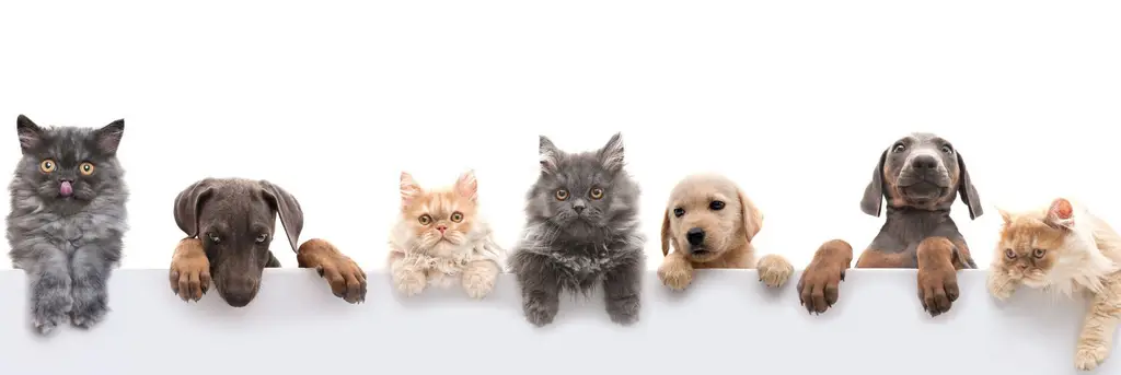 Mundo dos Animais