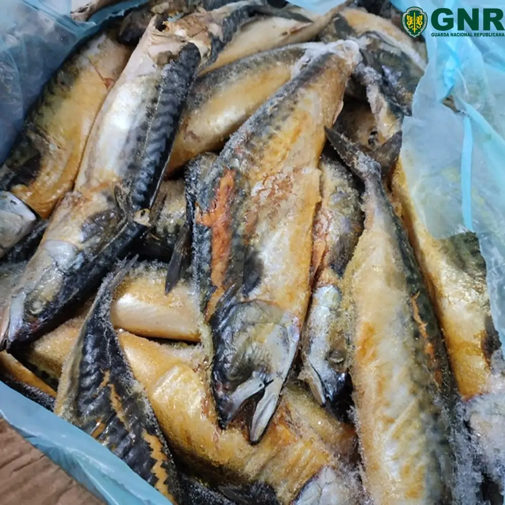 Apreensão de mais de 110 toneladas de pescado impróprio para consumo em Ílhavo.