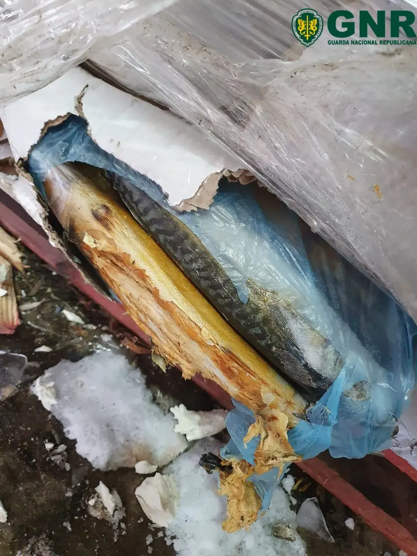 Apreensão de mais de 110 toneladas de pescado impróprio para consumo em Ílhavo.