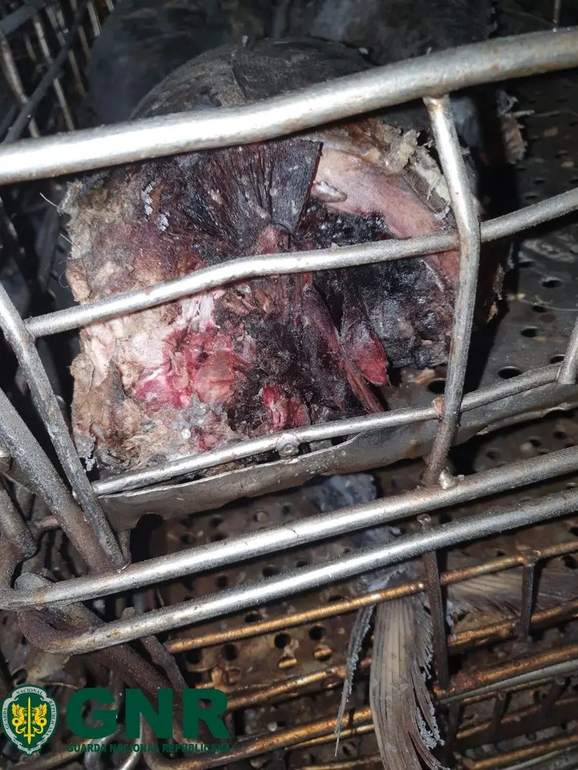 Apreensão de mais de 110 toneladas de pescado impróprio para consumo em Ílhavo.