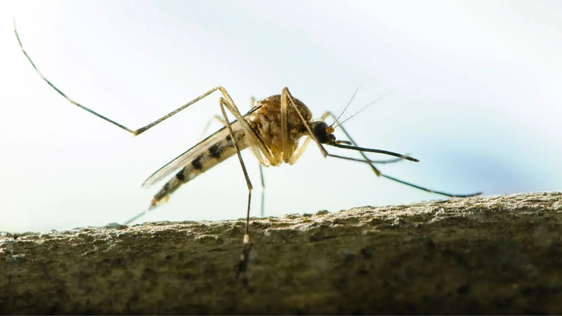 Especialista alerta pode haver surtos de dengue e zika em Portugal