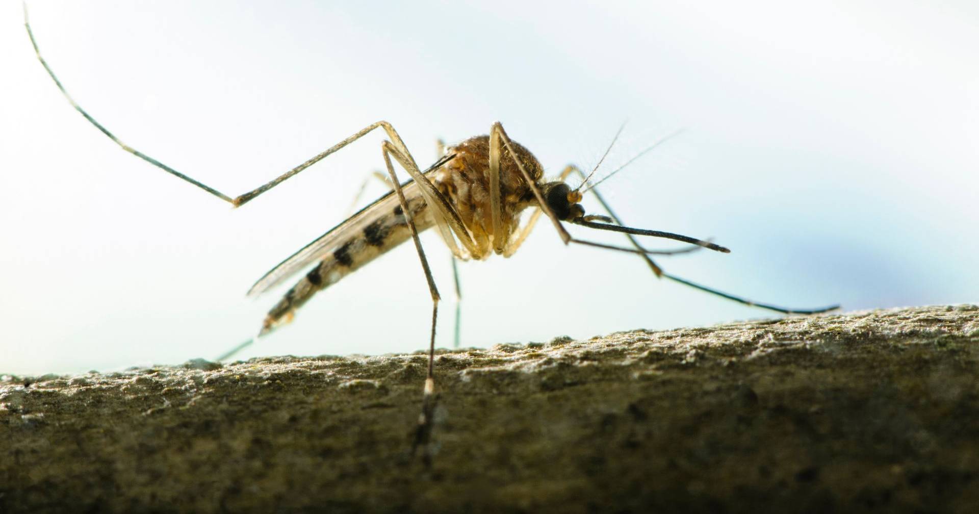 Un expert avertit: il pourrait y avoir des épidémies de dengue et de Zika au Portugal, un moustique a été identifié
