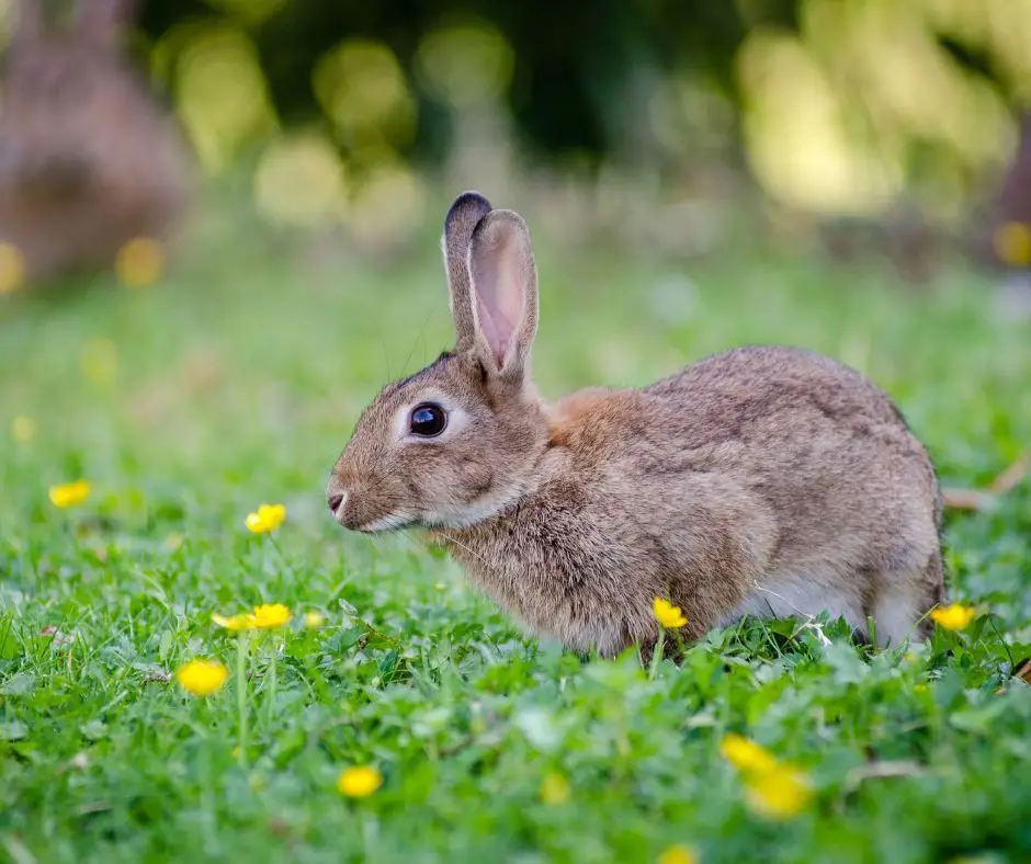 O coelho é das principais presas para os mamíferos carnívoros e há zonas do país onde "é raro observar um coelho".