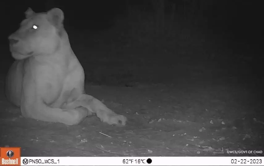 Leão visto em parque nacional do Chade 19 anos depois de se julgar extinto