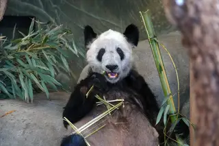 "Tragam a Ya Ya para casa": após impasse diplomático, EUA devolvem panda-gigante à China