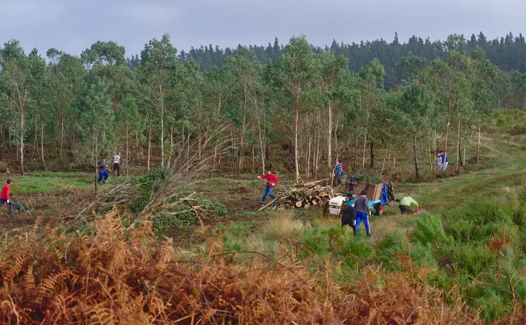 Brigadas Deseucaliptizadoras