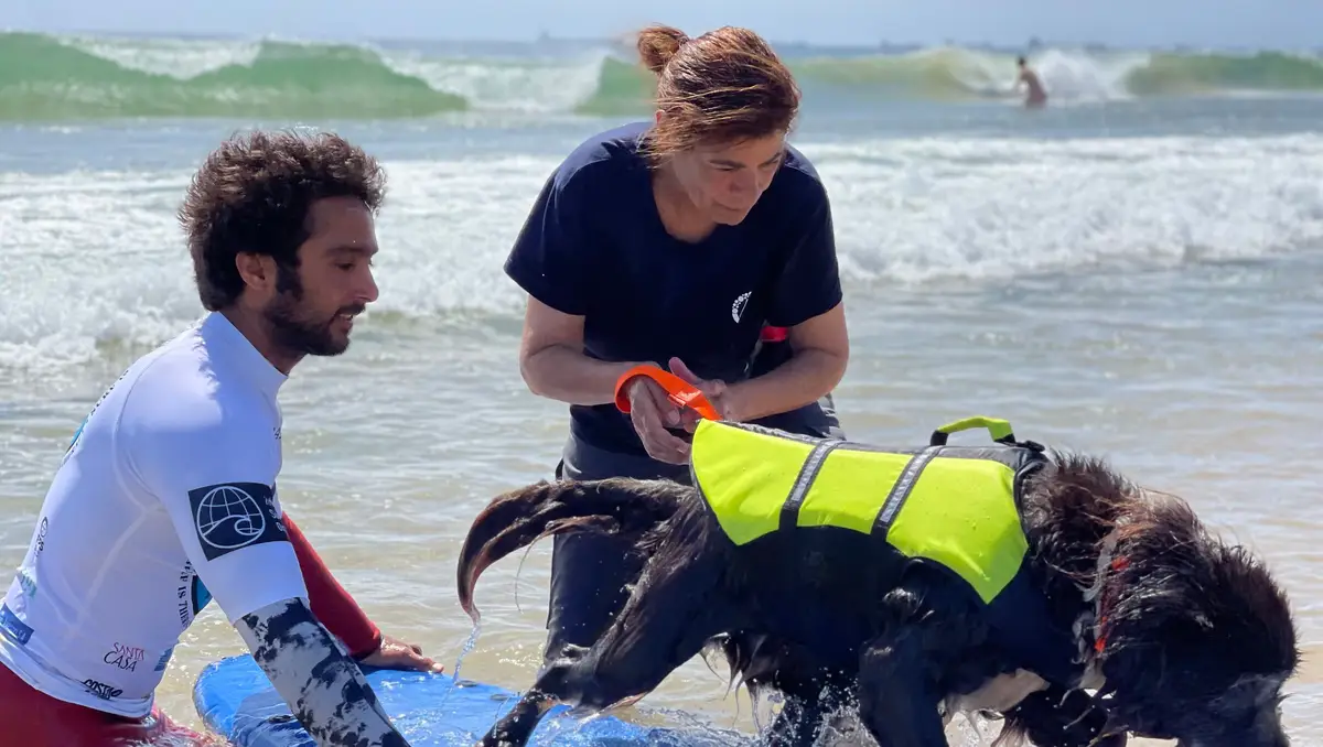 Surf Canino