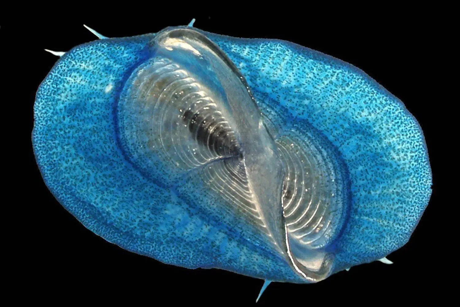 Velella velella. Denis Riek, The Global Ocean Surface Ecosystem Alliance (GO-SEA) Field Guide (CC-BY 4.0,