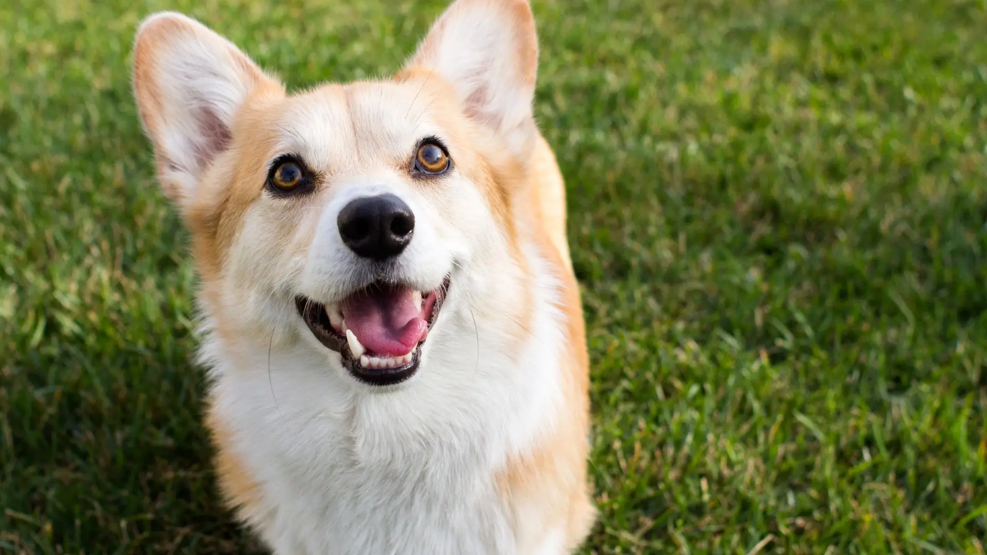 Corgi deixa de ser cão favorito da família real britânica