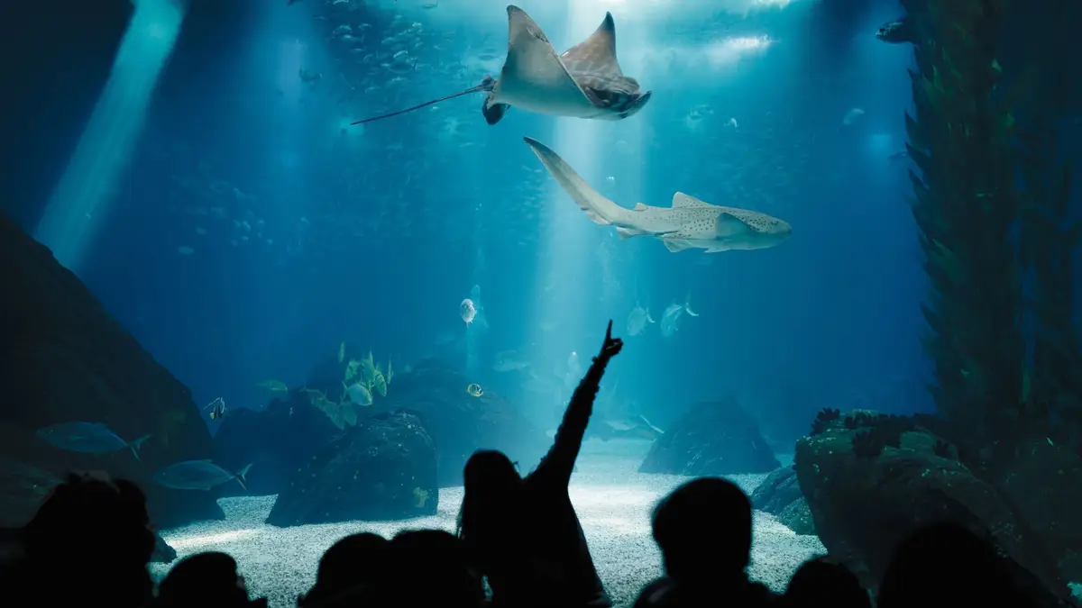 Oceanário de Lisboa.