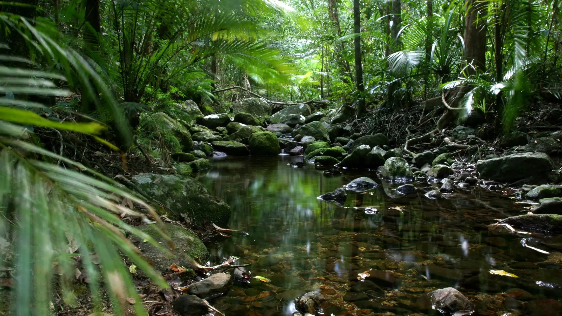 Mulher sobrevive oito dias em floresta na Austrália a beber água de poças