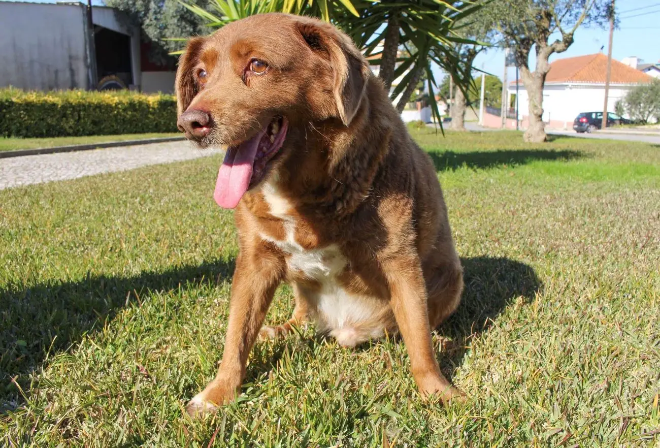 Dogue alemão nos Estados Unidos ganha título de “cachorro mais alto do mundo“