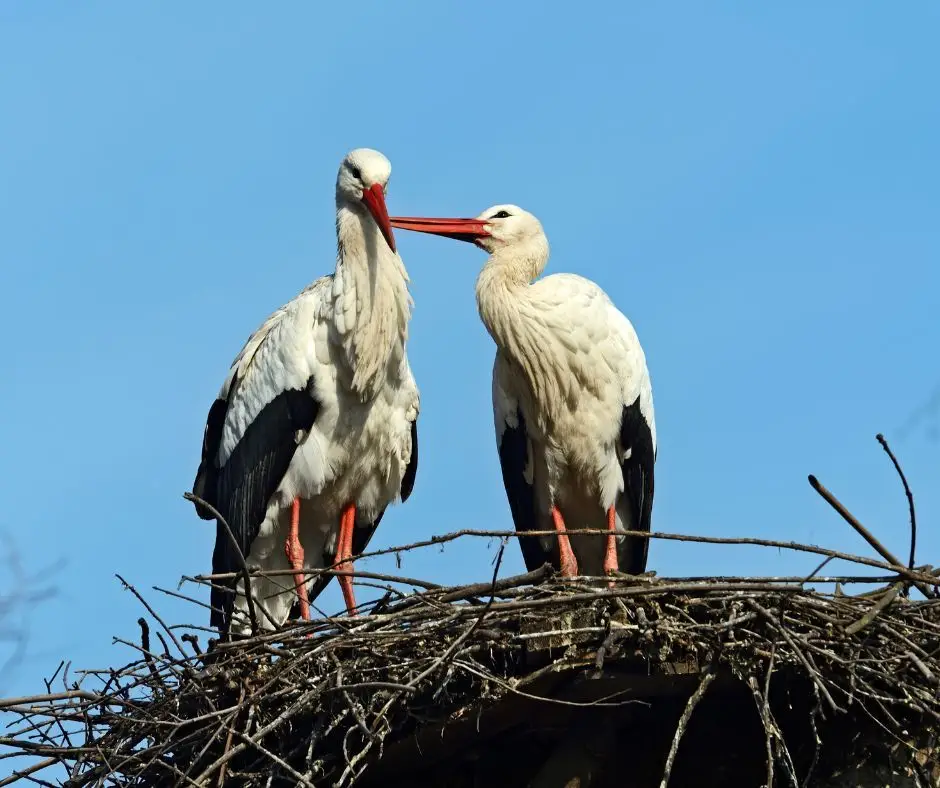 Dia Mundial das Aves Migratórias: qual a influência das alterações climáticas?