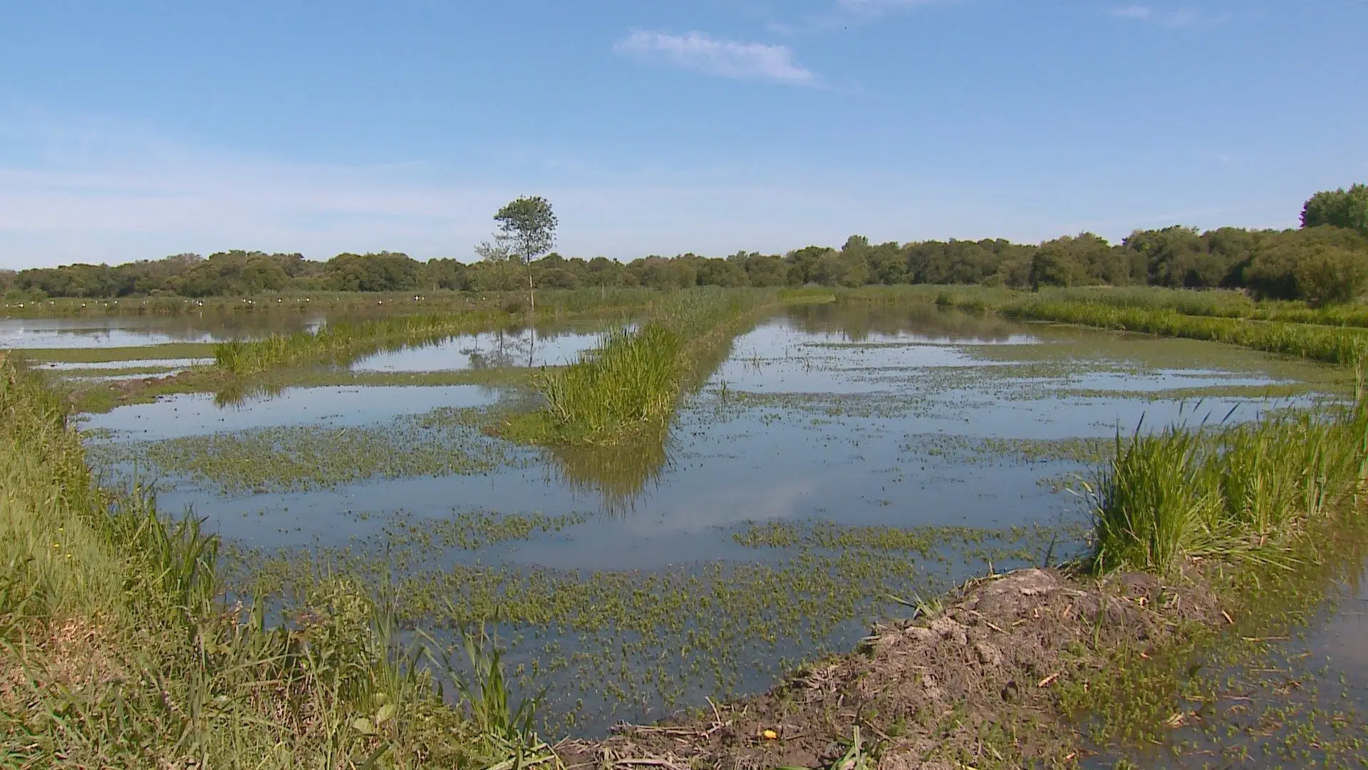 Tempestades provocaram destruição de sementeiras e morte de animais no Baixo Alentejo