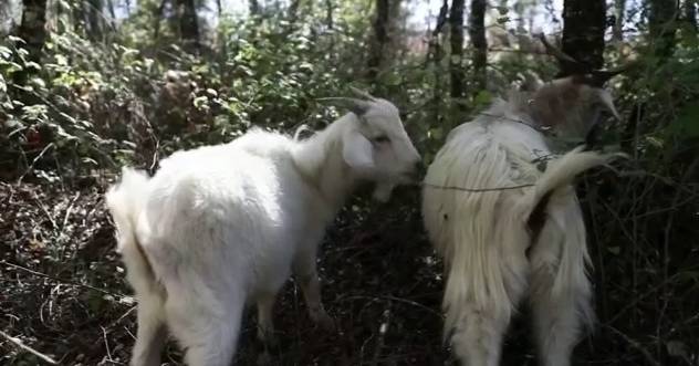 Cabras ayudan a prevenir incendios forestales en Chile