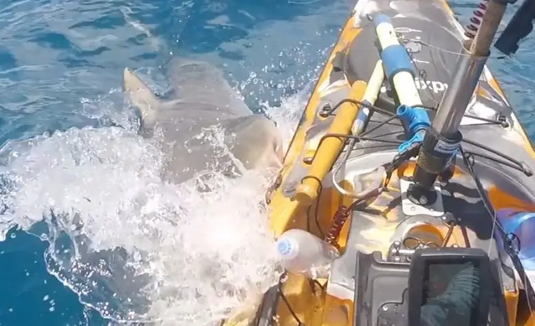 Vídeo capta momento repentino em que tubarão-tigre ataca caiaque