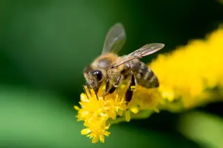 Dia Mundial das Abelhas: as ameaças à vida destes insetos