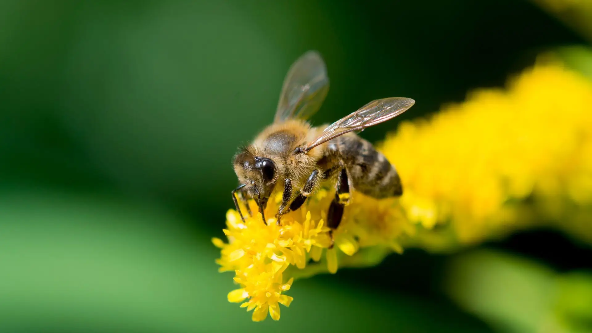 Abelhas e vespas numa picante competição de talentos em oito categorias