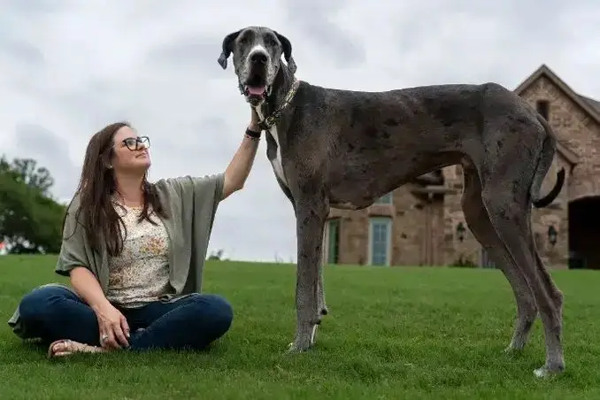 Você conhece esses animais recordistas?