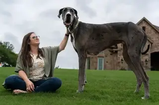 As longas patas do cão mais alto do mundo