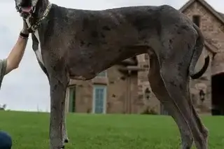 Zeus, o cão mais alto do mundo que tem acesso privilegiado à bancada da cozinha